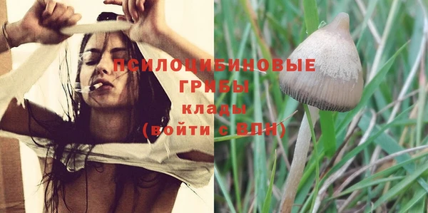 прущие грибы Алзамай